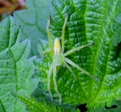 Micrommata virescens